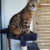 Picture of cat lost at Sainte Suzanne