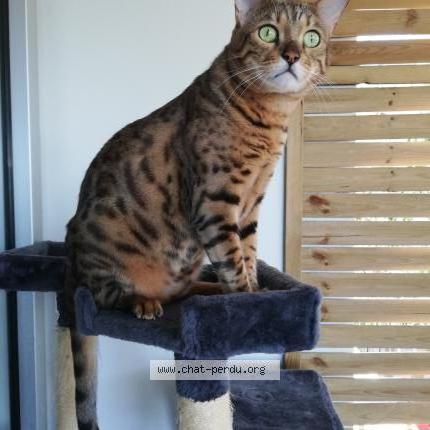 Photo 1/2 Ninja Chat lost in Sainte suzanne