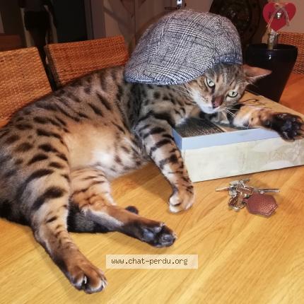 Photo 2/2 Ninja Chat lost in Sainte suzanne