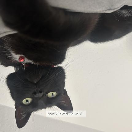 Photo 1/1 Rein Chat lost in Merkwiller pechelbronn