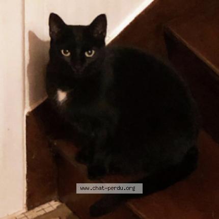 Photo 1/1 Duchess Chat lost in Le havre