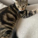 Picture of cat lost at Franqueville Saint Pierre