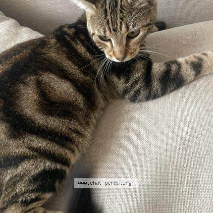 Photo 1/1 Vito Chat lost in Franqueville saint pierre