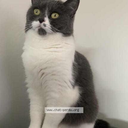 Photo 1/1 P&eacute;pite Chat lost in Le conquet