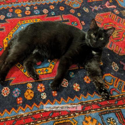 Photo 1/1 Sirius Chat lost in Vieux moulin