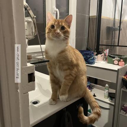 Photo 1/1 Gobo Chat lost in Marseille