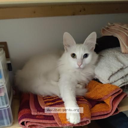 Photo 1/1 Nidalee Chat lost in Saint paul sur save