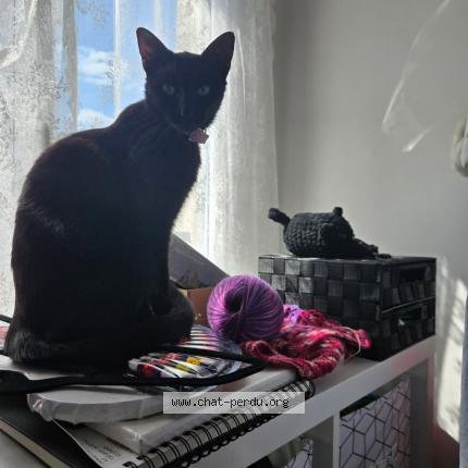 Photo 1/1 JiJi Chat lost in Etampes