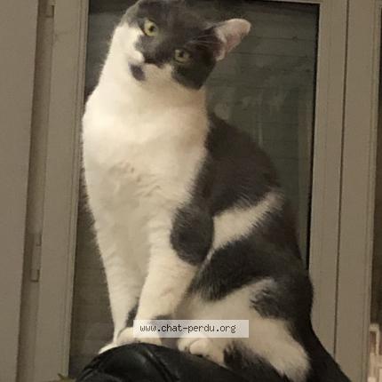 Photo 1/1 Oliver Chat lost in Ans alleur