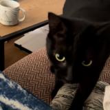 Picture of cat lost at Saint Pierre