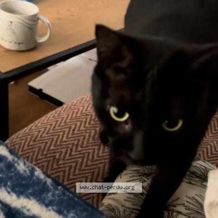 Photo 1/1 Hera Chat lost in Saint pierre