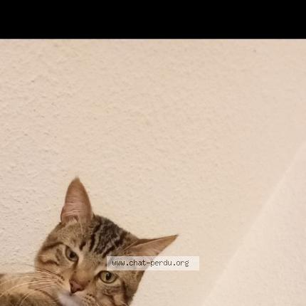 Photo 1/1 Myrh Chat lost in Montargis