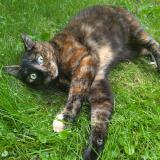 Picture of cat lost at Paris