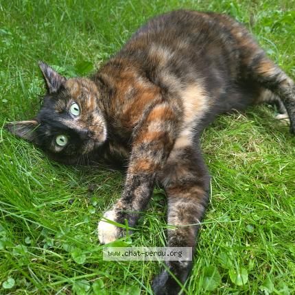 Photo 1/1 Keiko Chat lost in Paris