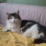 Picture of cat lost at Floirac