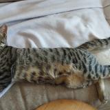 Picture of cat found at Stains