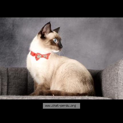 Photo 1/1 Mimi Chat lost in Montpereux