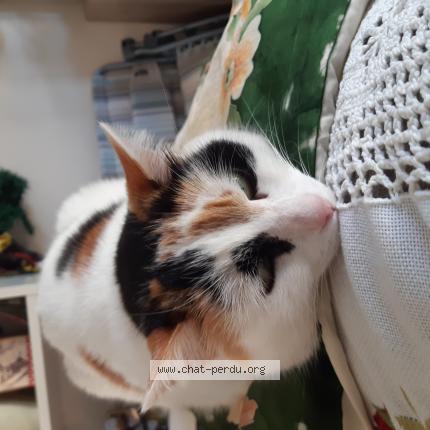 Photo 1/1 Osiris Chat lost in Eysines