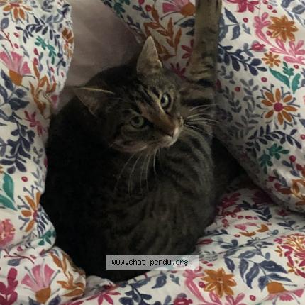 Photo 1/1 Urus Chat lost in Blyes