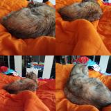 Picture of cat lost at Vias