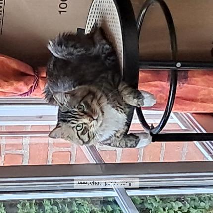 Photo 1/1 Titi Chat lost in Gravelines