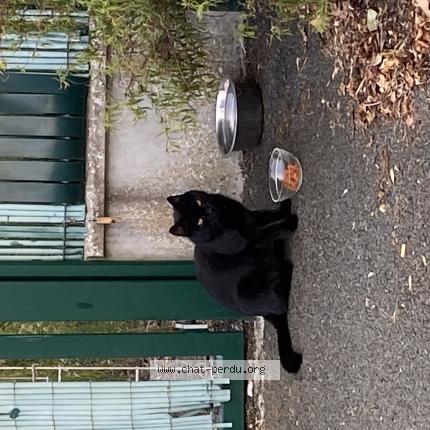 Photo 1/1 Cat reunited Found in Angers
