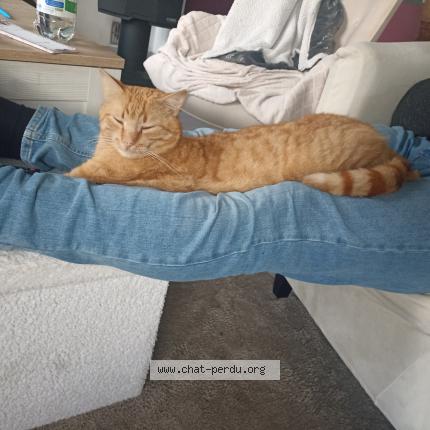 Photo 1/1 Louga Chat lost in Trefumel