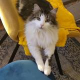 Picture of cat lost at Floirac