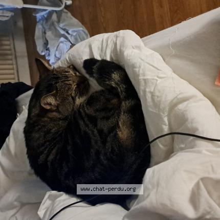 Photo 1/1 Sodium Chat lost in Orleans