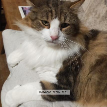 Photo 1/1 Tomy Chat lost in Loisia