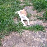 Picture of cat lost at Loisia