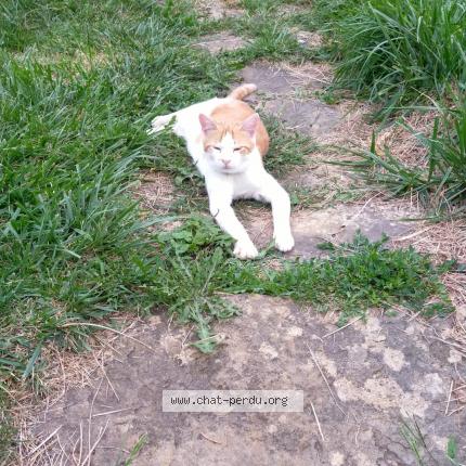 Photo 1/1 Caramel Chat lost in Loisia