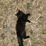 Picture of cat found at Coimeres