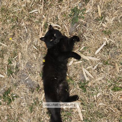 Photo 1/1 Found cat Found in Coimeres