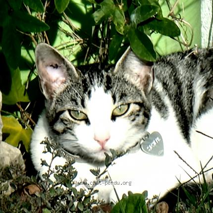 Photo 1/1 Sachie Chat lost in Aubagne