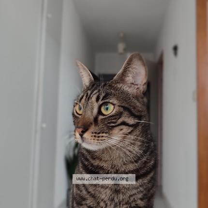 Photo 1/1 Zamy Chat lost in Olivet