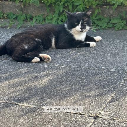 Photo 1/1 Miminne Chat lost in Vieux charmont