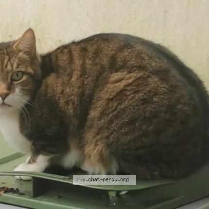 Photo 1/1 Starsky Chat lost in Raddon et chapendu