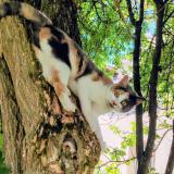 Picture of cat lost at Gouzon