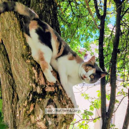 Photo 1/1 Vita Chat lost in Gouzon