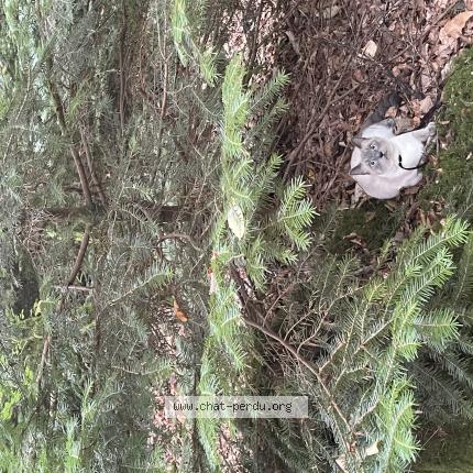 Photo 1/1 Yoda Chat lost in Le tronchet