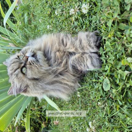 Photo 1/1 Lady Chat lost in Marchezais