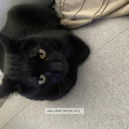 Photo 1/1 Bob Chat lost in Saint etienne de st geoirs