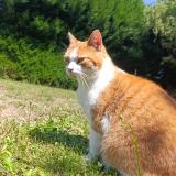 Picture of cat lost at La Ferte Bernard
