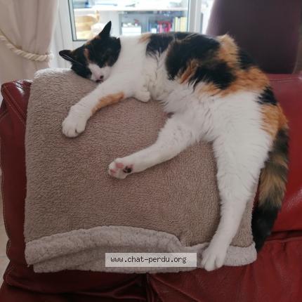 Photo 1/1 Moana Chat lost in Dax