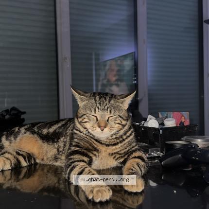 Photo 1/1 Sanji Chat lost in Poissy