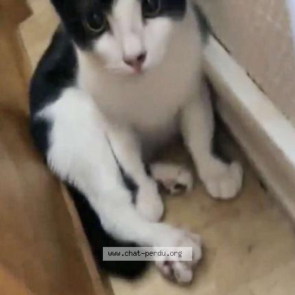 Photo 1/1 Found cat Found in Strasbourg