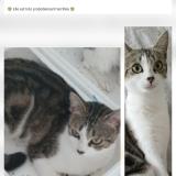 Picture of cat lost at Saint Valery Sur Somme