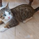 Picture of cat found at Tremblay En France