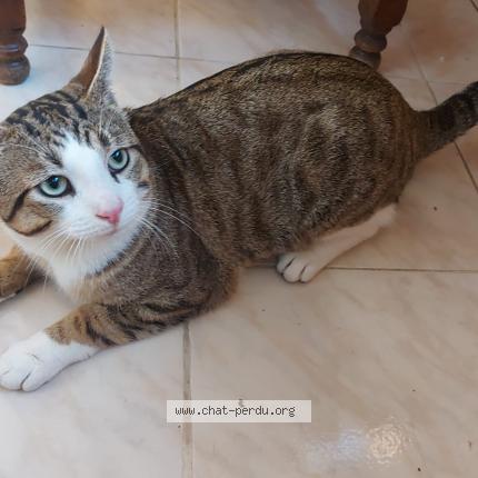 Photo 1/1 Found cat Found in Tremblay en france